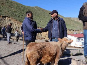 Oltu Hayvan Pazarında Satışlar Devam Ediyor
