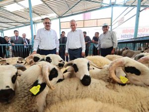 200 Aileye 400 Damızlık Koç Ve Teke Hibe Desteği Verildi