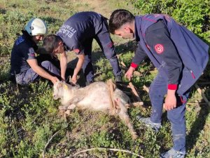 Elazığ’da Definecilerin Kazdığı Kuyuya Düşen Keçi Kurtarıldı