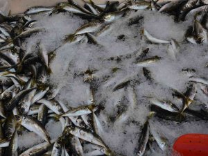 Karadeniz’de Az Miktarda Avlanan İstavrit 40 Tl’den Satışta