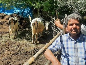 Osmaniye’de Köylülerden Ucuz Süt Fiyatına Tepki