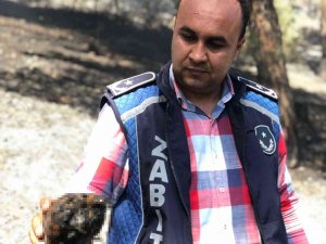 Orman Yangınında Telef Olan Kaplumbağanın Görüntüsü Zabıta Personelinin Yüreğini Dağladı