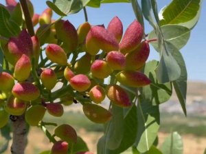 Olumsuz Hava Koşullarının Ekili Arazilere Verdiği Zarar Tarım Sigortasının Önemini Bir Kez Daha Ortaya Koydu