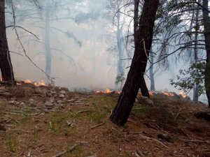 İ̇zmir’de İki İlçede Orman Yangını