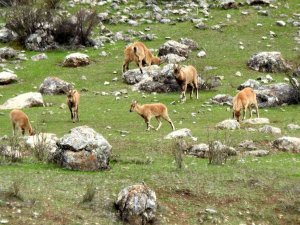 Munzur Dağlarına Yaban Keçileri Güzellik Katıyor