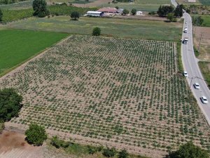 Hırsızlar, Coğrafi İşaretli Enginar Tarlalarına Dadandı