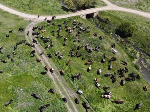 Meradaki Hayvanların Oluşturduğu Manzara Afrika Belgesellerini Aratmıyor