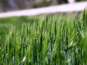 Hububatta Hedef Yerli Tohumla Üretimin Artırılması