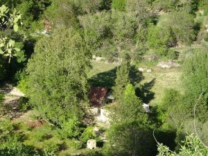 Malatya’da 250 Yıllık Çınar Ağacı İçin Koruma Talebi