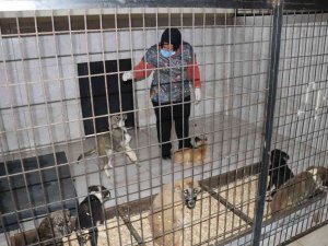 Düzce’de Bir Hafta Da 77 Köpek Kısırlaştırıldı