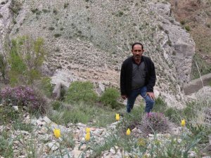 Oltu’da Doğal Laleler Sitare Dağı’nı Süslüyor