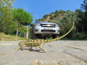 Ekodosd, Biyolojik Çeşitliliğe Dikkat Çekti