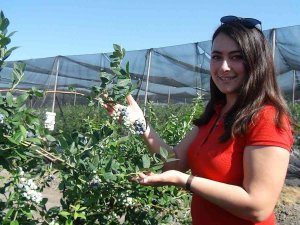 Tek Tek Elle Toplanıyor, Kilosu 360 Tl’ye Kadar Çıkıyor