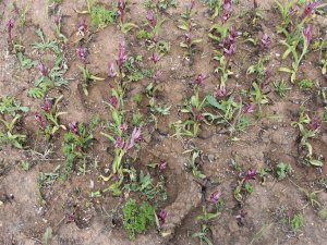 Sinop’ta Salep Yetiştirilmeye Başlandı