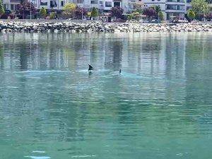 Yalova Esenköy Sahilinde Yunus Sürprizi