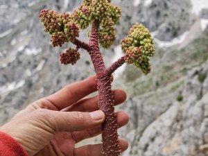 Işkın Otu Sofraların Vazgeçilmezi Oldu
