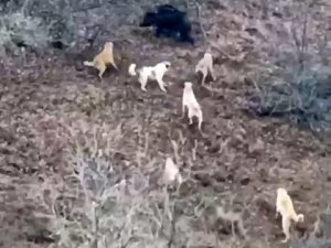 Domuz İle Köpekler Arasında Amansız Mücadele