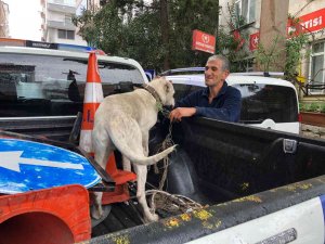 Yasaklı Irk Köpeği Direğe Bağlayıp Kaçtılar