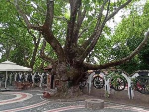 Kazdağları’nın Eteklerindeki 400 Yıllık Anıt Ağaçlar Turizme Kazandırılıyor