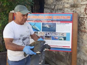 Aydın’da Yeşil Deniz Kaplumbağası Yaralı Halde Bulundu