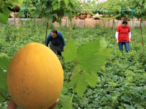 Üreticiye Çifte Kazanç, Örtü Altında Aynı Anda İki Ürün