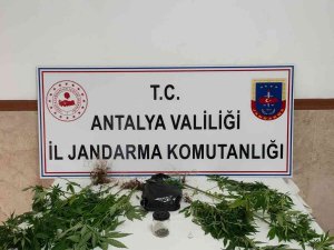 Yasadışı Kenevir Ekimine Operasyon