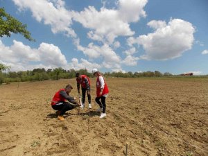 Pazarlar’a Deneme Amaçlı Lavanta Dikildi