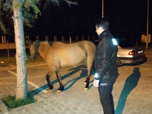 Başı Boş Halde Dolaşan Atı Mahalle Ve Çarşı Bekçileri Koruma Altına Aldı