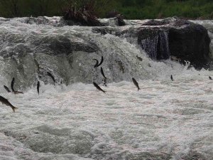 İ̇nci Kefalinin Yumurta Bırakmak İçin 23 Kilometrelik Serüveni