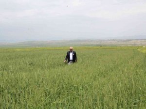Siirtli Çiftçiler Rekor Düzeyde Ürün Bekliyor