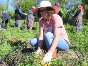 Ankara’dan Samsun’a Gelip Tarlaya Girdi, Sigortasını Bozdurup Toprağa Yatırdı