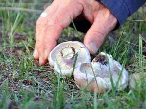 Erzincan’da Mantar Sezonu Başladı