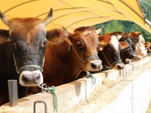 Büyükbaş Ve Küçükbaş Kurbanlık Fiyatları Belli Oldu
