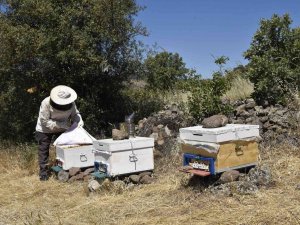 Bal Üreticisi Dağıtılan Kovanlardan Memnun