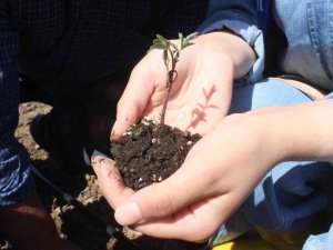 Köylerden Toplanan Ata Tohumları Huzurevi Bahçesine Ekildi
