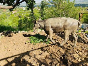Foseptik Çukuruna Düşen İneği İtfaiye Kurtardı