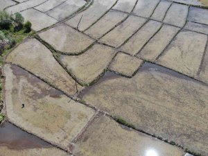 Çiftçilerin Meşakkatli ‘Çeltik’ Ekimi 10 Gün Gecikmeli Başladı