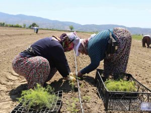 Efeler’in Yetiştirdiği Tarım Ürünlerine Kuşkonmaz Eklendi