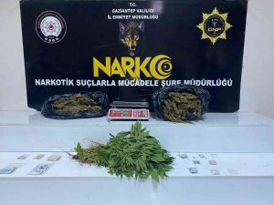 Gaziantep’te 3 Kilo Esrar İle 41 Kök Kenevir Ele Geçirildi