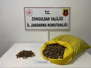 Jandarma Ekipleri 40 Kilo Salep Soğanına El Koydu