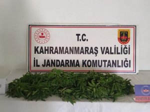 Evinin Bahçesini Kenevir Tarlasına Çeviren Şahsa Operasyon