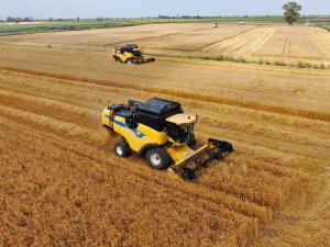 Ukrayna-rusya Savaşıyla Önemi Artan Buğdayın Adana’da Hasadı Başladı