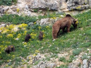 Gümüşhane’de Köye İnen Ve Birbiriyle Oynayan Yavru Ayılar Kameralarda