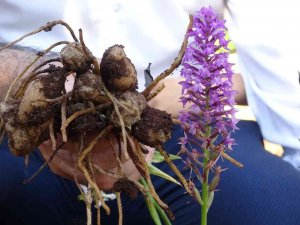 Tazesinin Kilosu 300, Tozu Bin 800 Tl