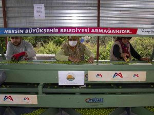 Büyükşehir Belediyesinden Mut’a Bir Erik Boylama Makinesi Daha