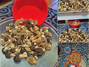 Kuzugöbeğinin Fiyatı Cep Yakıyor