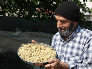 Dut Hasadı Başladı