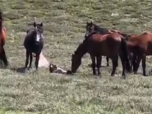 Yılkı Atının Doğum Anı Saniye Saniye Görüntülendi