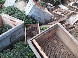 Arhavi’de Aç Kalan Ayılar Kovanları Parçaladı