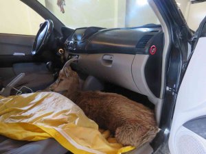 Çoban Köpeklerinin Saldırısına Uğrayan Yaban Keçisi Tedavi Altına Alındı